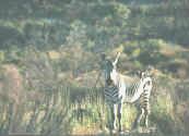 bk_cape_mountain_zebra_small.jpg